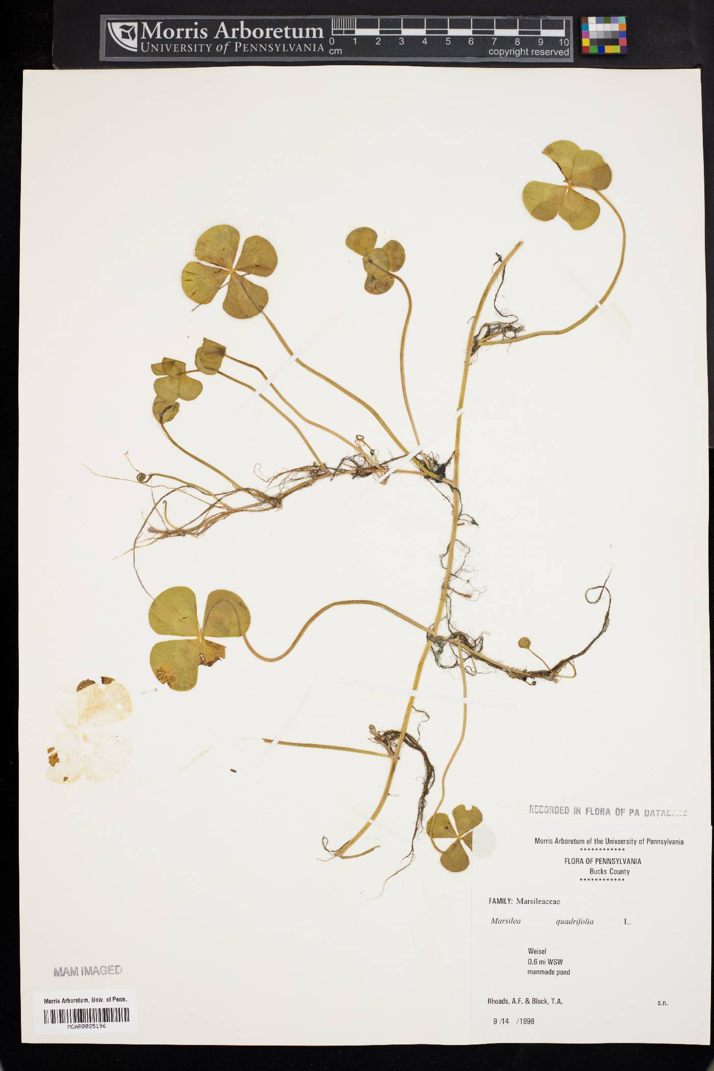 Marsilea quadrifolia image