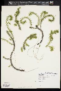 Elodea nuttallii image