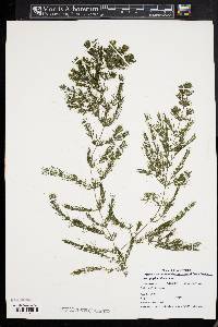 Ceratophyllum demersum image