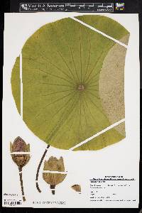 Nelumbo nucifera image