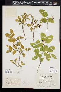 Lonicera canadensis image