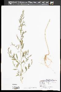 Chenopodium standleyanum image