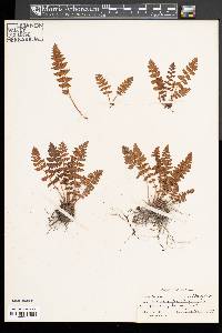 Woodsia ilvensis image