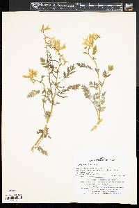 Image of Corydalis speciosa