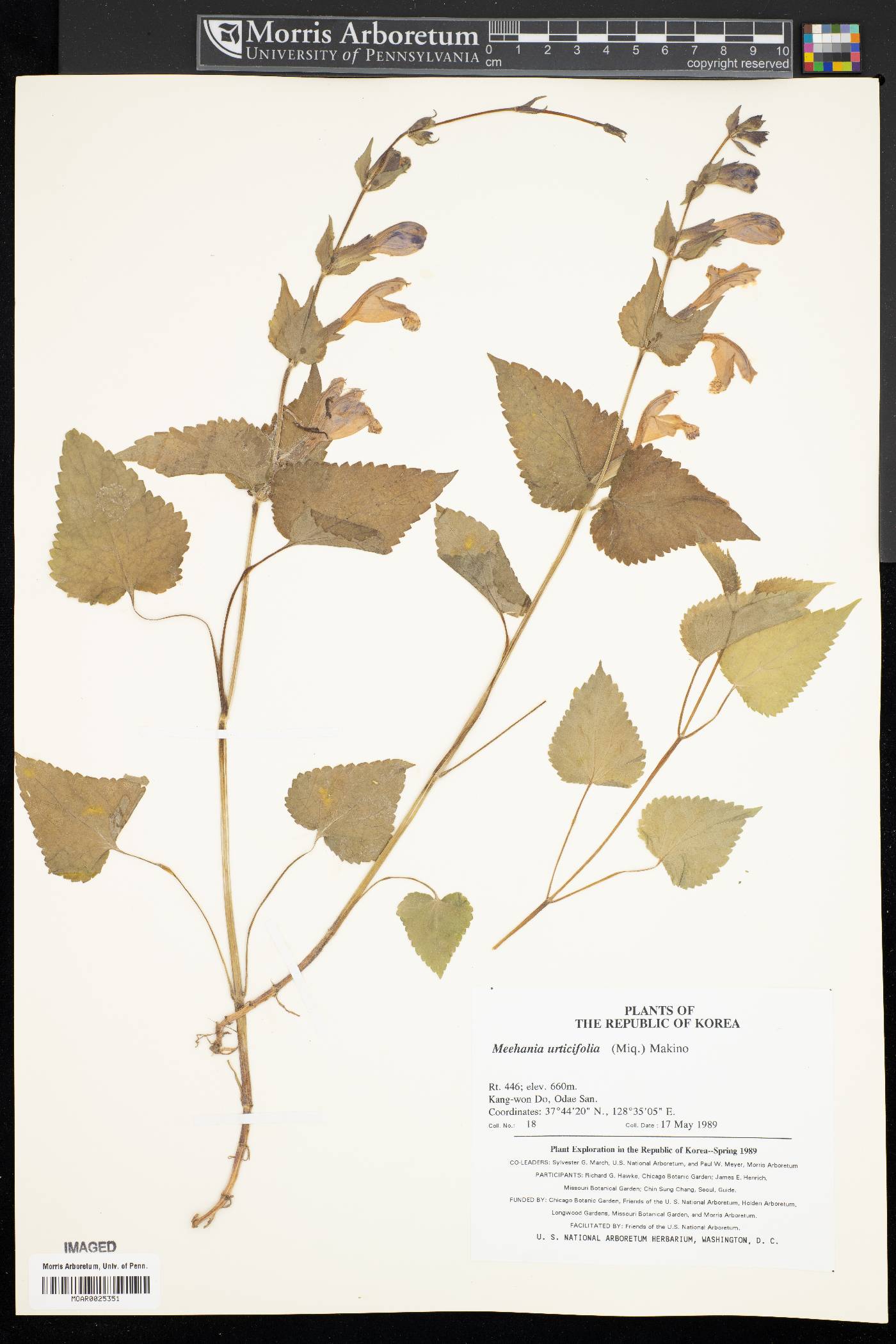 Meehania urticifolia image