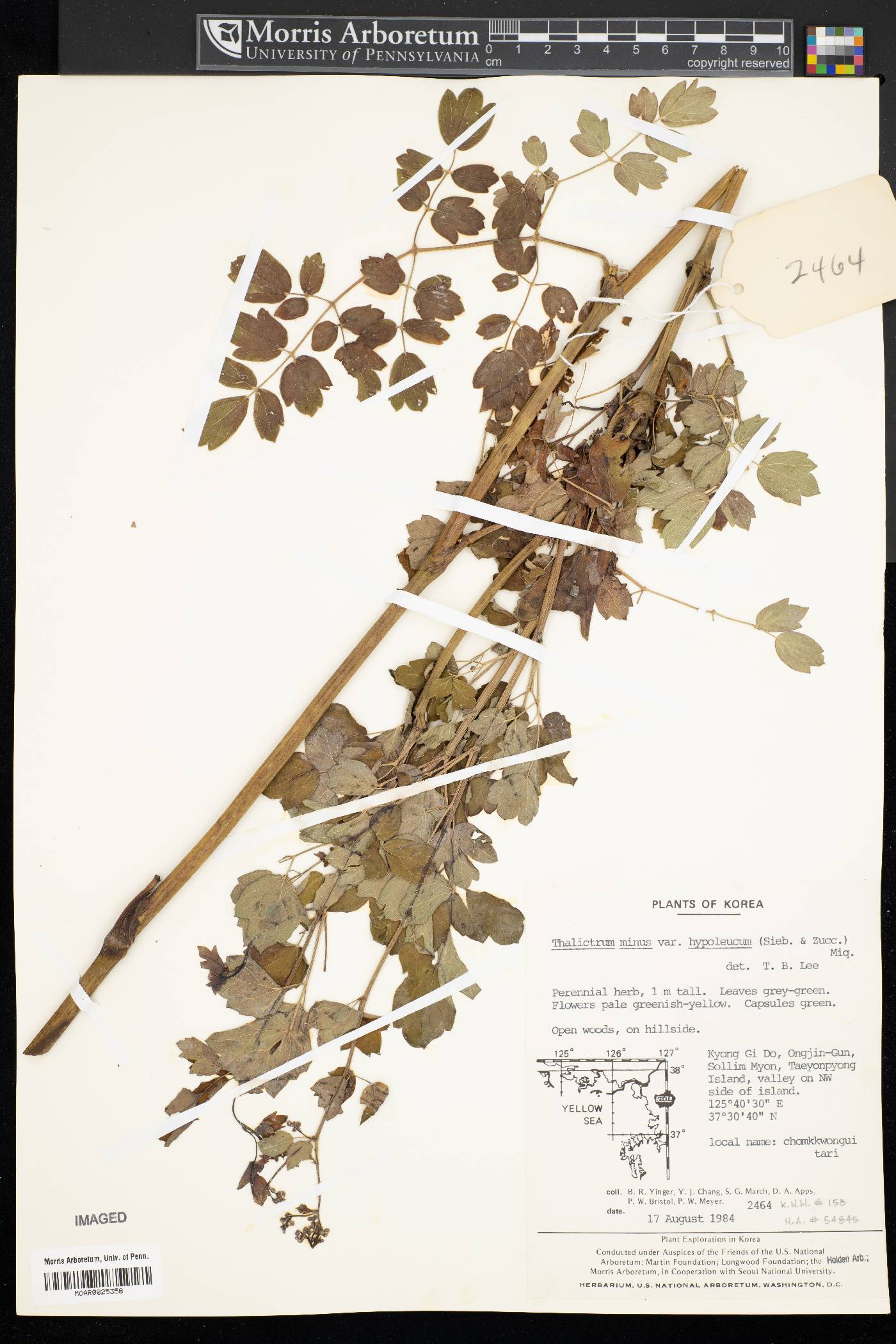 Thalictrum minus subsp. thunbergii image