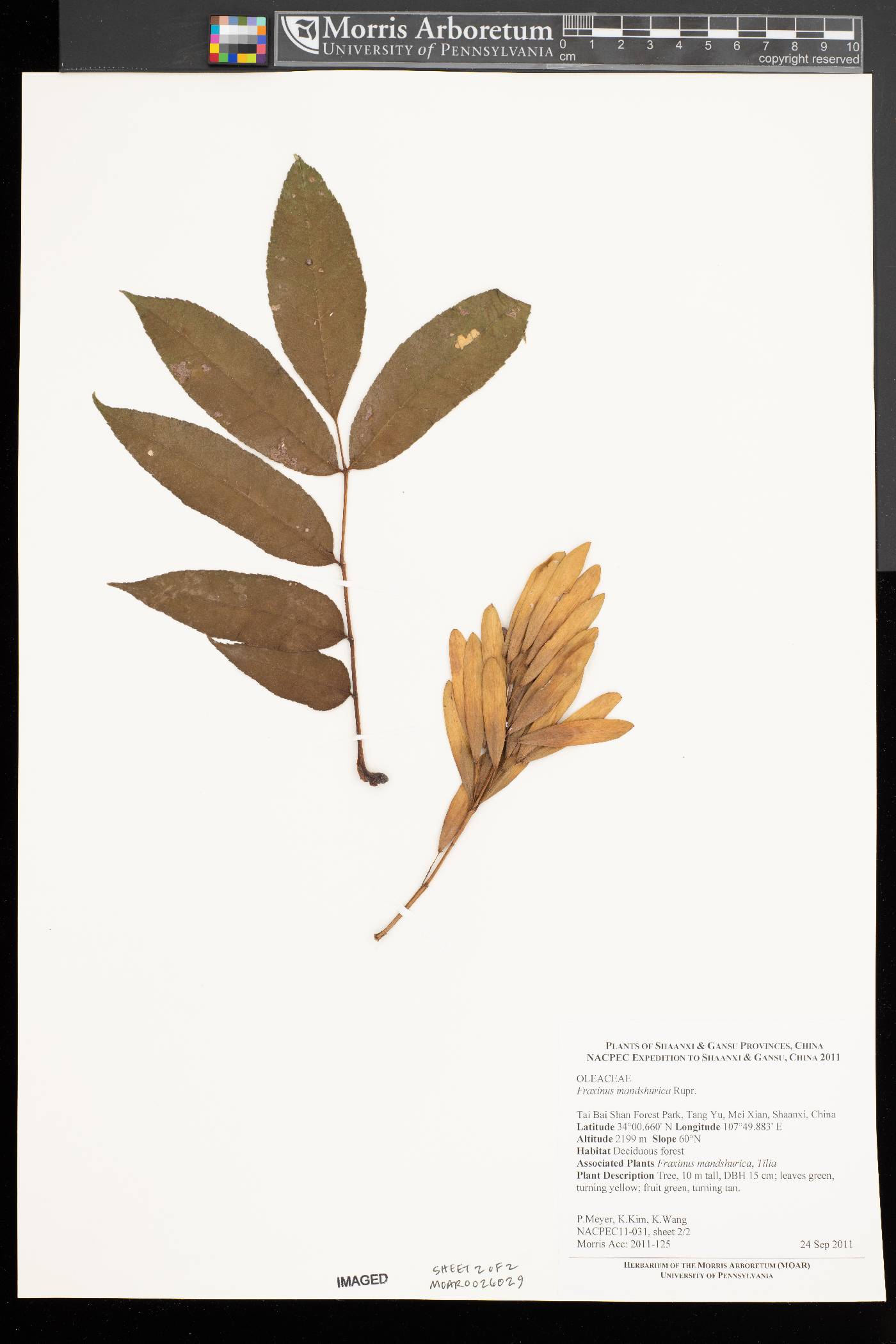 Fraxinus mandshurica image