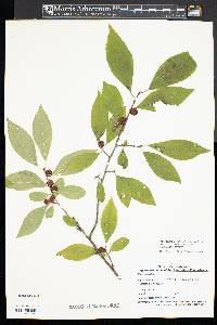 Ilex montana image