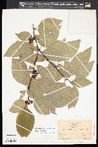 Ilex montana image