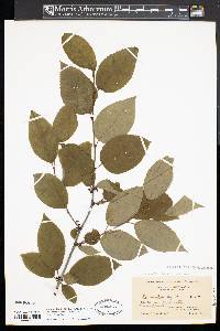 Ilex montana image