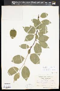 Ilex montana image