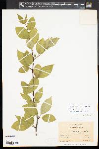 Ilex montana image