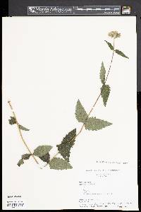 Eupatorium pilosum image