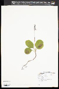 Pyrola elliptica image