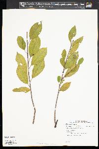 Frangula alnus image