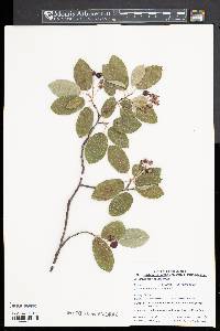 Amelanchier canadensis image