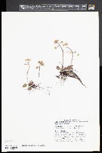 Micranthes virginiensis image