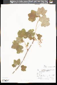 Ribes rubrum image