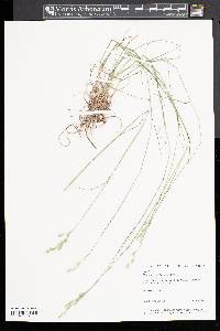 Deschampsia flexuosa image