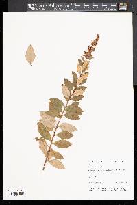 Spiraea tomentosa image