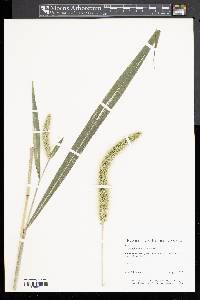 Setaria faberi image