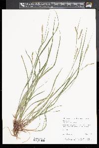 Carex debilis var. debilis image