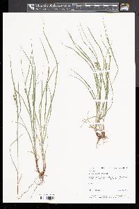 Carex swanii image