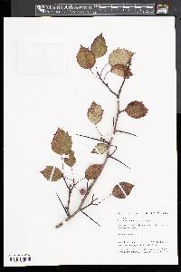 Crataegus pruinosa image