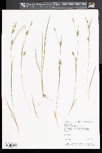 Carex conoidea image