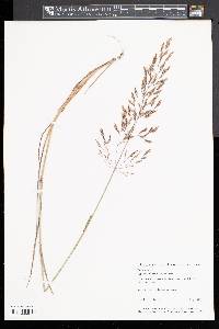 Agrostis altissima image