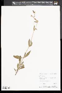 Silene latifolia image