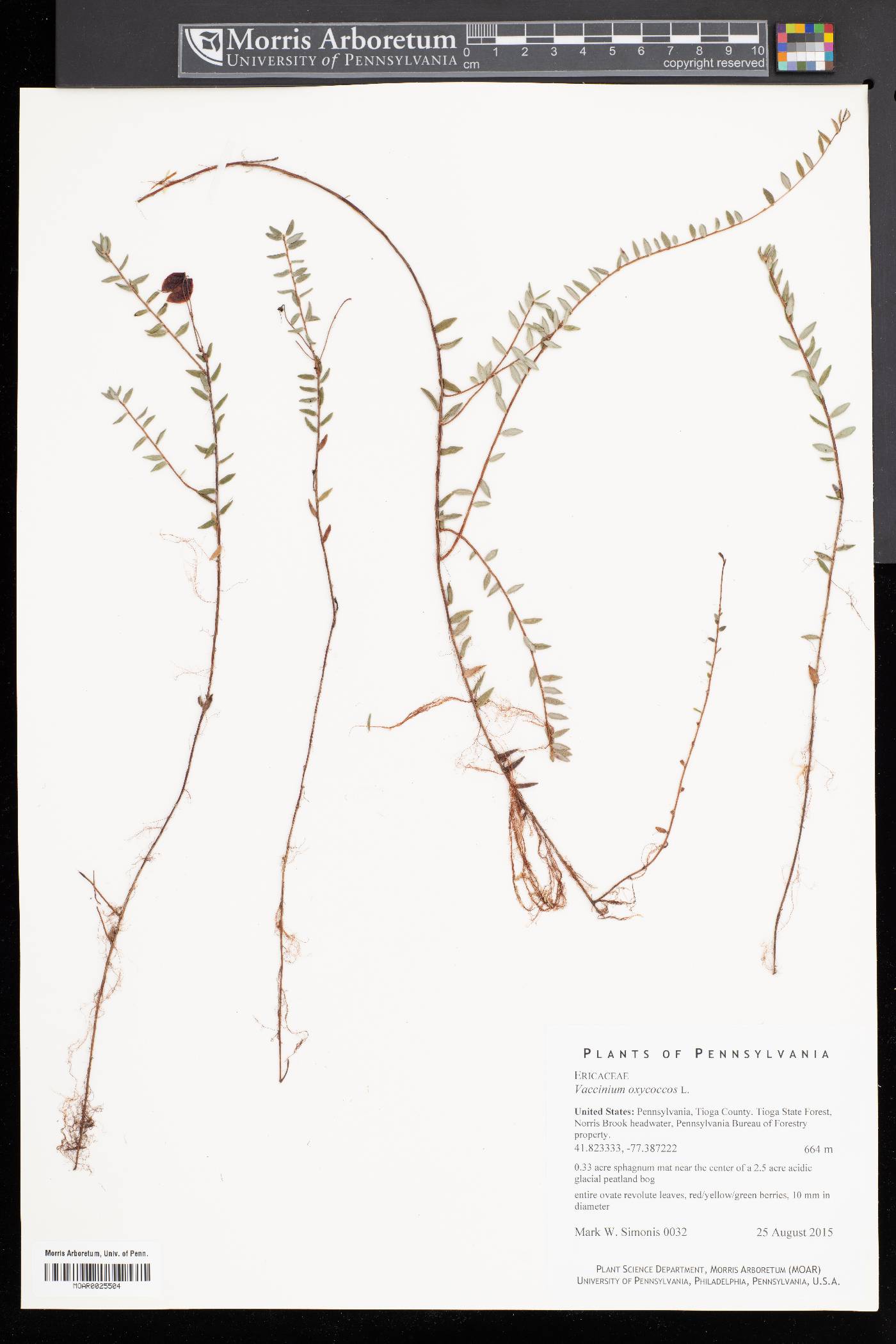 Vaccinium oxycoccos image