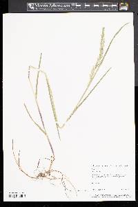 Poa trivialis image