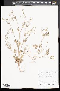 Chaerophyllum procumbens image