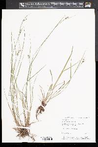 Carex swanii image