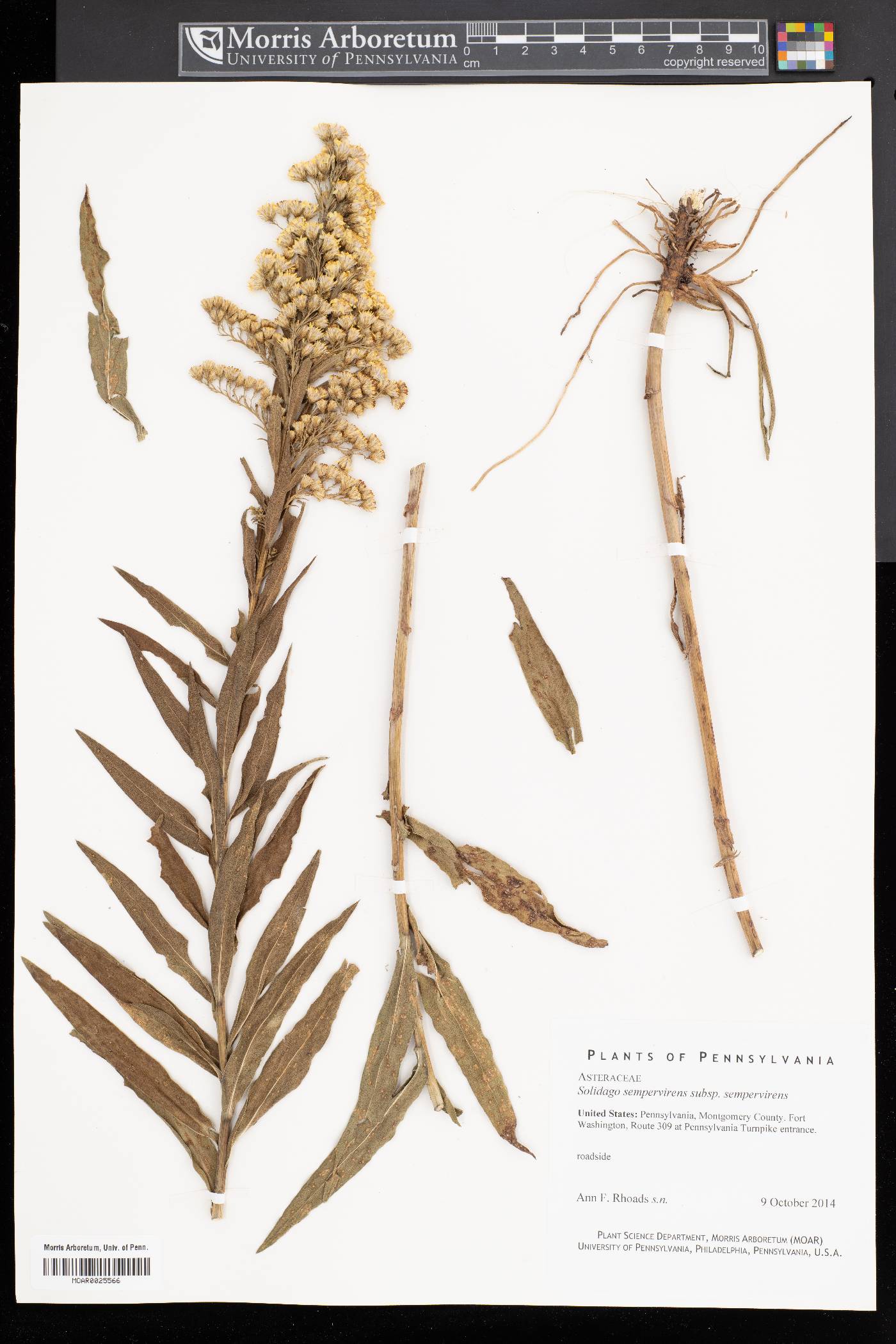 Solidago sempervirens subsp. sempervirens image