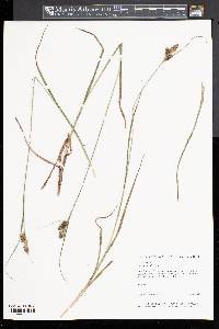 Carex bushii image