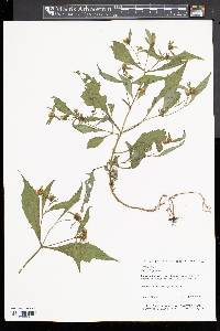 Bidens tripartita image