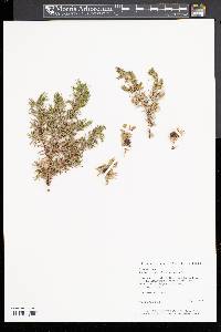 Juniperus communis var. depressa image