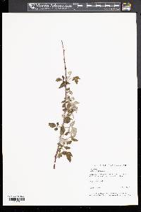 Rubus occidentalis image