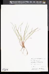 Carex umbellata image