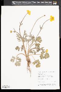 Ranunculus bulbosus image