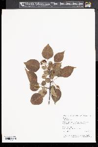 Pyrus calleryana image