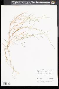 Muhlenbergia schreberi image