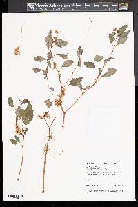 Cuscuta compacta image