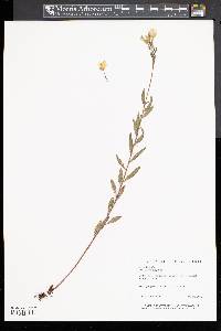 Oenothera perennis image