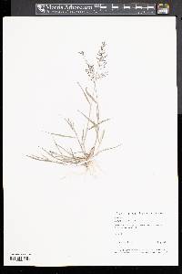 Eragrostis minor image