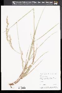 Festuca obtusa image