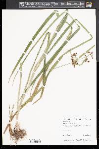 Scirpus hattorianus image