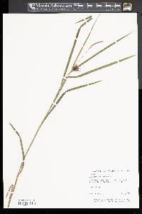 Carex bullata image